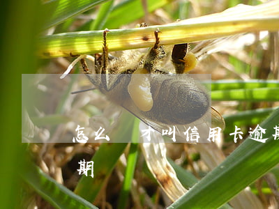 怎么樣才叫信用卡逾期(怎么樣才算信用卡逾期)