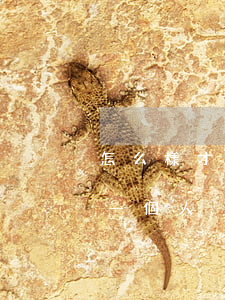 怎么樣才可以起訴一個人(怎么樣才可以起訴一個人)