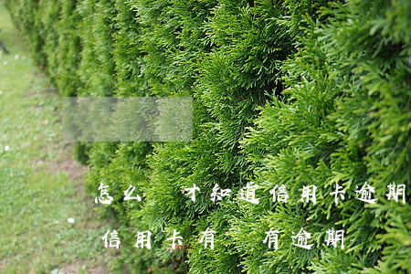 怎么樣才知道信用卡逾期沒(怎么知道自己的信用卡有沒有逾期過)