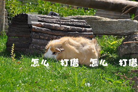 怎么樣打借條(怎么樣打借條在法院才生效)