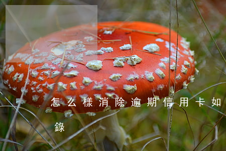 怎么樣消除逾期信用卡(如何消除逾期還款記錄)