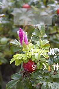 怎么樣請(qǐng)律師(如何請(qǐng)律師?)