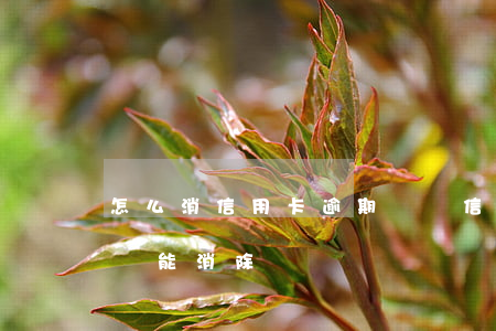 怎么消信用卡逾期記錄（信用卡逾期原因怎么寫能消除）
