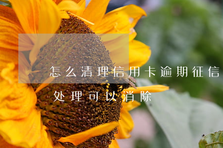 怎么清理信用卡逾期(征信有信用卡逾期怎么处理可以消除)