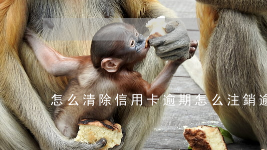怎么清除信用卡逾期(怎么注銷逾期信用卡)