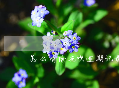 怎么清除花呗逾期记录吗