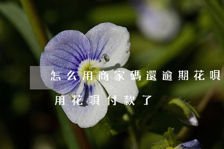 怎么用商家碼還逾期花唄(為什么商家碼不能用花唄付款了)