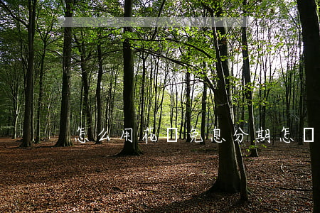 怎么用花唄免息分期 怎樣花唄免息分期
