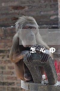 怎么申請(qǐng)逾期信用卡分期還款