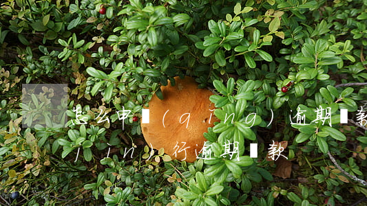 怎么申請(qǐng)逾期還款嗎(如何進(jìn)行逾期還款)