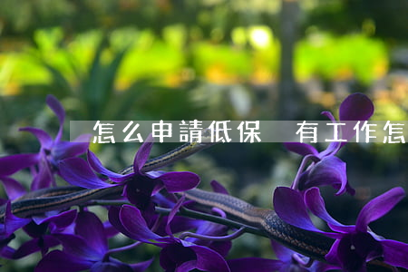 怎么申請低保(沒有工作怎么申請低保)