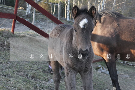 怎么申請停息掛賬信息(怎么審請停息掛賬)