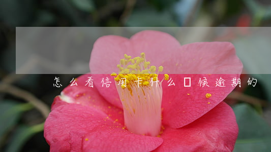 怎么看信用卡什么時候逾期的