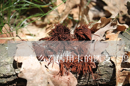 怎么看信用卡的透支額度(怎樣看信用卡額度)