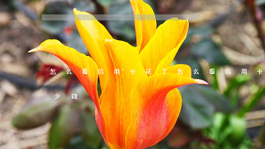 怎么看信用卡花了(怎么看信用卡一共花了多少錢)