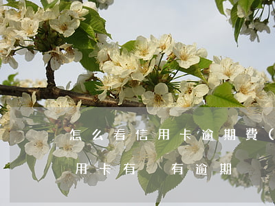 怎么看信用卡逾期費(fèi)用(怎么看信用卡有沒有逾期)