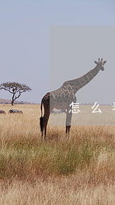 怎么看借唄是否逾期過(guò)