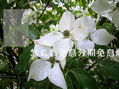 怎么看免息分期 免息账单分期