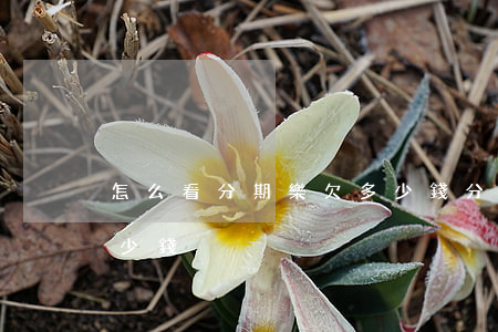 怎么看分期樂欠多少錢(分期樂怎么看還了多少錢)