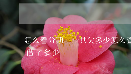 怎么看分期樂總共欠多少(怎么查分期樂一共借了多少)