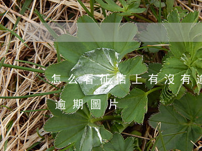 怎么看征信上有沒有逾期（如何看征信有沒有逾期圖片）