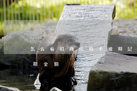 怎么看招商信用卡逾期記錄(怎么查信用卡逾期金額)