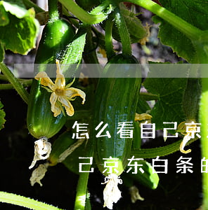 怎么看自己京东白条的还款日期-怎么看自己京东白条的还款日期和时间
