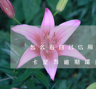 怎么看自己信用卡是否逾期(怎么看自己信用卡是否逾期還款)