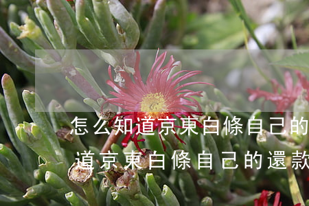 怎么知道京東白條自己的還款日期-怎么知道京東白條自己的還款日期呢