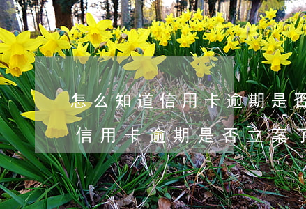 怎么知道信用卡逾期是否已被立案-怎么查信用卡逾期是否立案了