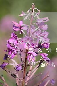 怎么知道信用卡逾期被通緝(被抓了信用卡逾期怎么辦)