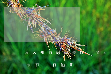 怎么知道信用卡逾沒逾期(怎樣知道自己信用卡有沒有逾期)