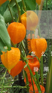 怎么知道停息掛賬辦理成功了（怎么知道停息掛賬辦理成功了）