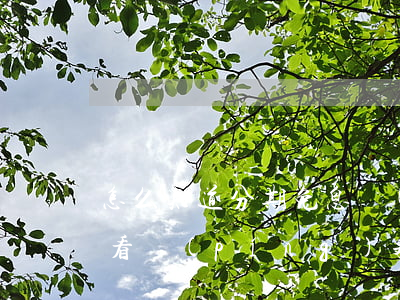 怎么知道分期免息蘋(píng)果 怎么查看蘋(píng)果分期付款