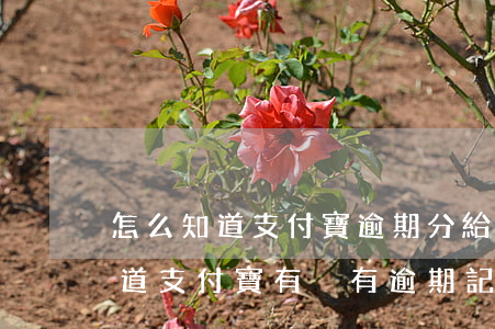 怎么知道支付寶逾期分給外包了沒-怎么知道支付寶有沒有逾期記錄