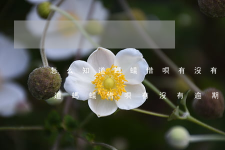 怎么知道螞蟻借唄有沒有逾期記錄-怎么知道螞蟻借唄有沒有逾期記錄呢