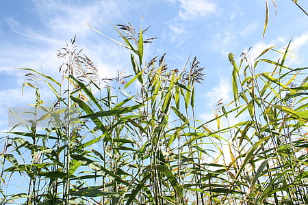 怎么立遺囑(怎么立遺囑合法)