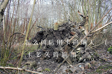 怎么算信用卡逾期天數(shù)（一般信用卡多久算逾期）