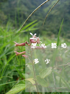怎么算拍拍貸的逾期利息(拍拍貸借款利率是多少)