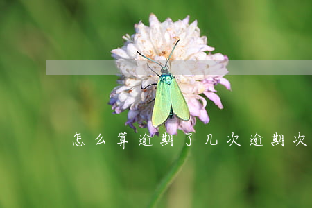 怎么算逾期了几次(逾期次数怎么看)
