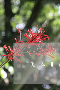 怎么繼承爸爸房屋(父親房子繼承人有哪些)