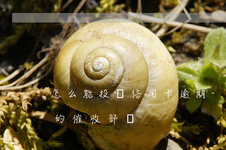 怎么能投訴信用卡逾期-去哪里投訴信用卡的催收部門