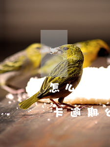怎么能投訴信用卡逾期公司(怎么能投訴信用卡逾期公司不還款)