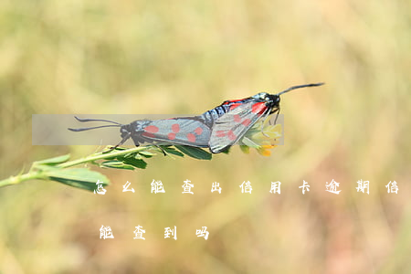 怎么能查出信用卡逾期（信用卡逾期当月银行能查到吗）