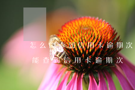 怎么能查到信用卡逾期次數(shù)(怎么能查到信用卡逾期次數(shù))