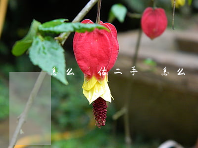 怎么評估二手車(怎么評估二手車價值)