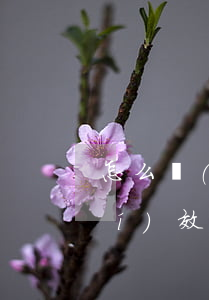 怎么認(rèn)定案件過了追訴時(shí)效