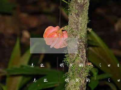 怎么證明欠的網(wǎng)貸是用于家庭(怎么證明欠的網(wǎng)貸是用于家庭)