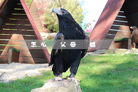 怎么讓父母離婚