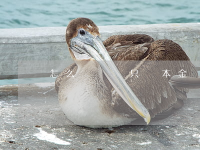 怎么讓還錢只還本金(貸款怎么樣只還本金)